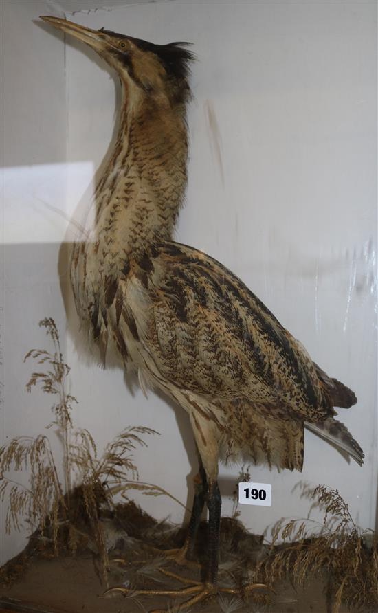 Bittern